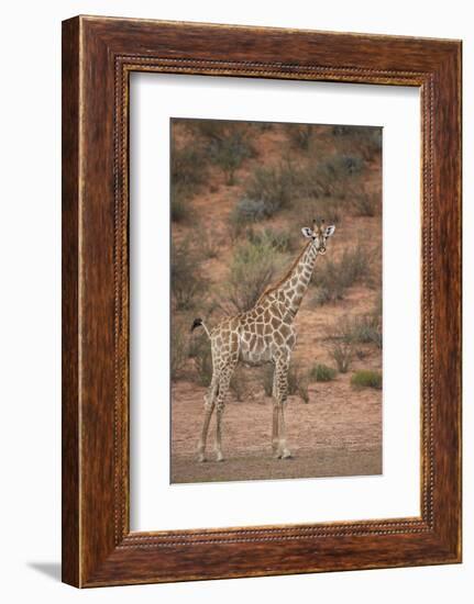 Cape Giraffe (Giraffa Camelopardalis Giraffa)-James Hager-Framed Photographic Print