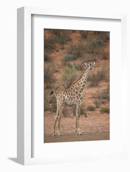 Cape Giraffe (Giraffa Camelopardalis Giraffa)-James Hager-Framed Photographic Print