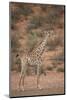 Cape Giraffe (Giraffa Camelopardalis Giraffa)-James Hager-Mounted Photographic Print