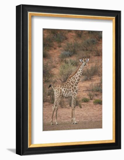 Cape Giraffe (Giraffa Camelopardalis Giraffa)-James Hager-Framed Photographic Print