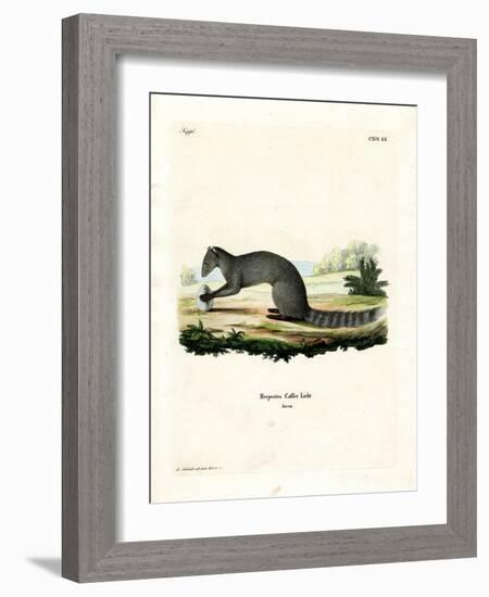 Cape Grey Mongoose-null-Framed Giclee Print