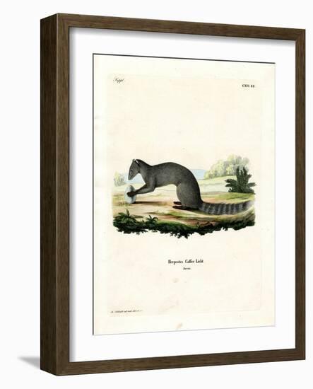 Cape Grey Mongoose-null-Framed Giclee Print