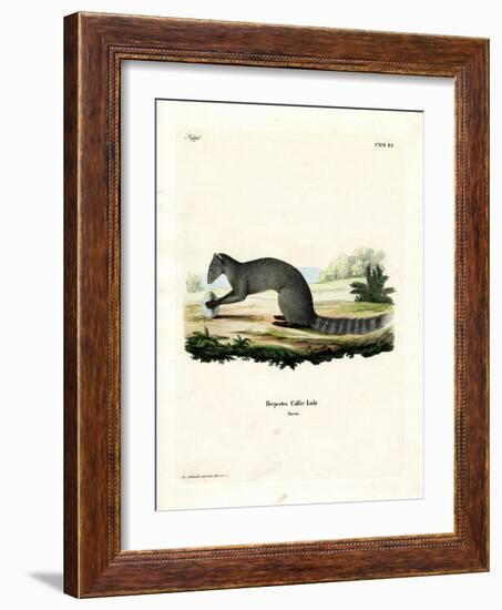 Cape Grey Mongoose-null-Framed Giclee Print