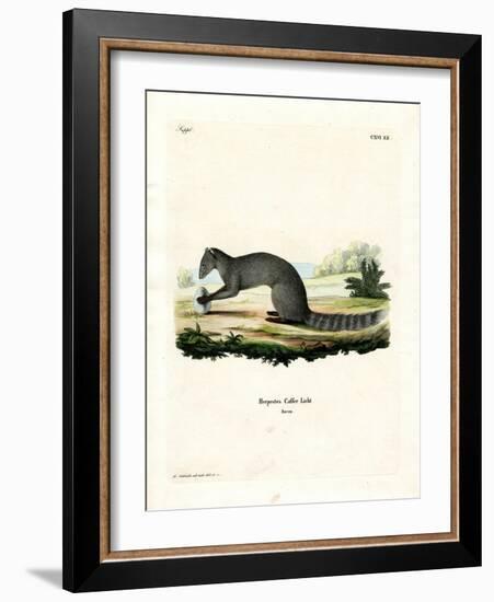 Cape Grey Mongoose-null-Framed Giclee Print