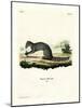 Cape Grey Mongoose-null-Mounted Giclee Print