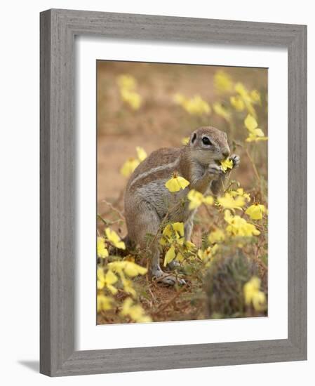 Cape Ground Squirrel Eating Yellow Wildflowers, Kgalagadi Transfrontier Park-James Hager-Framed Photographic Print