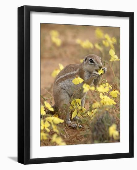 Cape Ground Squirrel Eating Yellow Wildflowers, Kgalagadi Transfrontier Park-James Hager-Framed Photographic Print