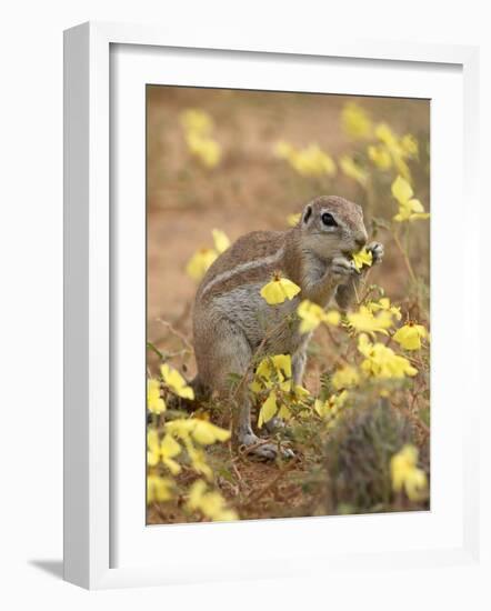 Cape Ground Squirrel Eating Yellow Wildflowers, Kgalagadi Transfrontier Park-James Hager-Framed Photographic Print