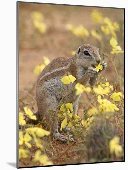 Cape Ground Squirrel Eating Yellow Wildflowers, Kgalagadi Transfrontier Park-James Hager-Mounted Photographic Print
