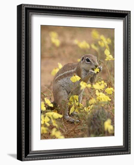 Cape Ground Squirrel Eating Yellow Wildflowers, Kgalagadi Transfrontier Park-James Hager-Framed Photographic Print