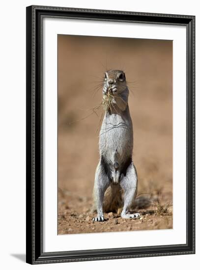 Cape Ground Squirrel (Xerus Inauris) Eating-James Hager-Framed Photographic Print