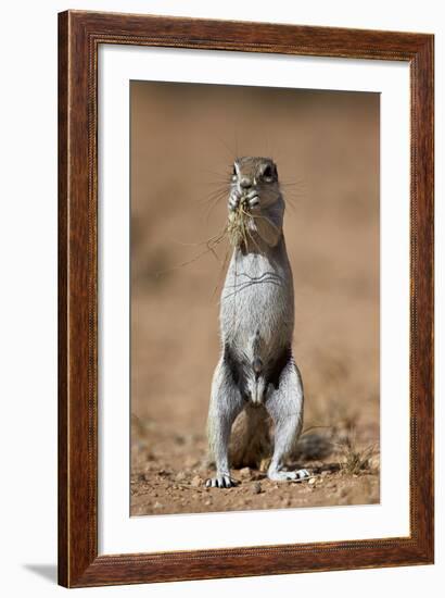 Cape Ground Squirrel (Xerus Inauris) Eating-James Hager-Framed Photographic Print