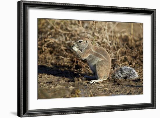 Cape Ground Squirrel (Xerus Inauris) Eating-James Hager-Framed Photographic Print