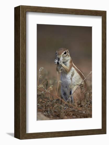 Cape Ground Squirrel (Xerus Inauris) Eating-James Hager-Framed Photographic Print