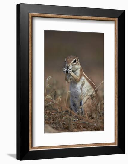 Cape Ground Squirrel (Xerus Inauris) Eating-James Hager-Framed Photographic Print