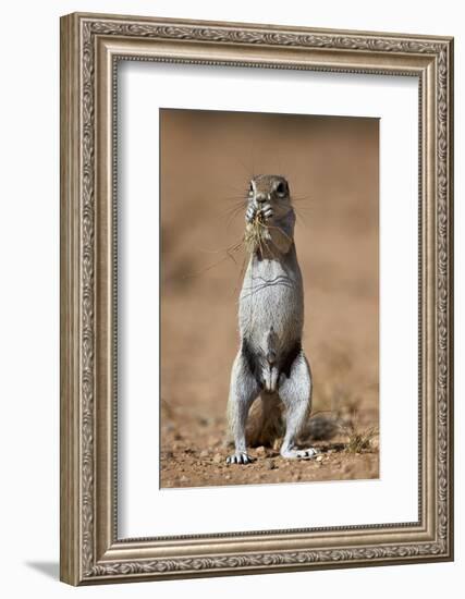 Cape Ground Squirrel (Xerus Inauris) Eating-James Hager-Framed Photographic Print