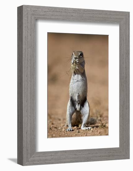 Cape Ground Squirrel (Xerus Inauris) Eating-James Hager-Framed Photographic Print