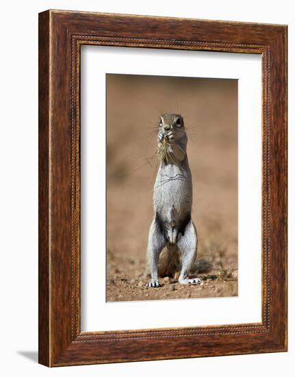 Cape Ground Squirrel (Xerus Inauris) Eating-James Hager-Framed Photographic Print