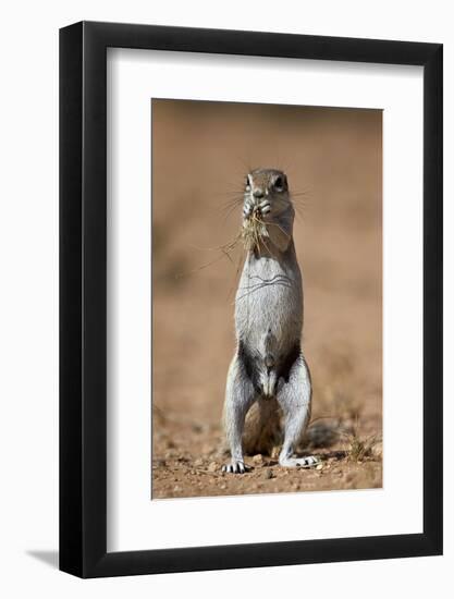 Cape Ground Squirrel (Xerus Inauris) Eating-James Hager-Framed Photographic Print