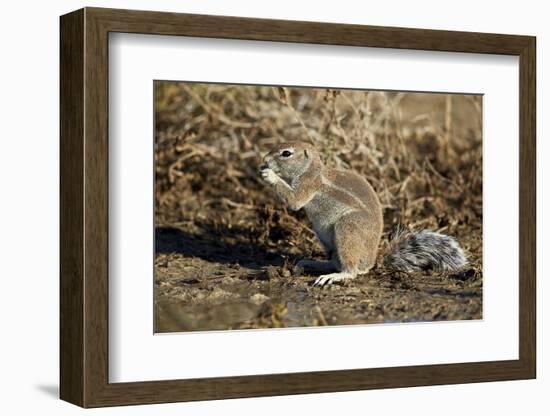 Cape Ground Squirrel (Xerus Inauris) Eating-James Hager-Framed Photographic Print