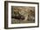 Cape Ground Squirrel (Xerus Inauris) Eating-James Hager-Framed Photographic Print