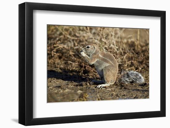 Cape Ground Squirrel (Xerus Inauris) Eating-James Hager-Framed Photographic Print