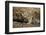 Cape Ground Squirrel (Xerus Inauris) Eating-James Hager-Framed Photographic Print