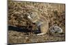 Cape Ground Squirrel (Xerus Inauris) Eating-James Hager-Mounted Photographic Print