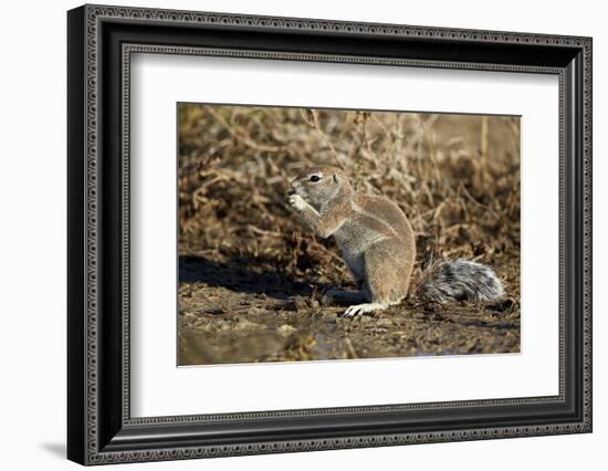 Cape Ground Squirrel (Xerus Inauris) Eating-James Hager-Framed Photographic Print