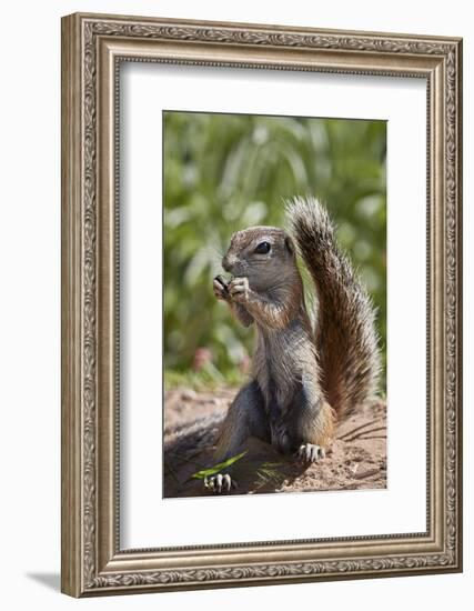 Cape ground squirrel (Xerus inauris), juvenile, Kgalagadi Transfrontier Park, South Africa, Africa-James Hager-Framed Photographic Print