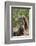 Cape ground squirrel (Xerus inauris), juvenile, Kgalagadi Transfrontier Park, South Africa, Africa-James Hager-Framed Photographic Print