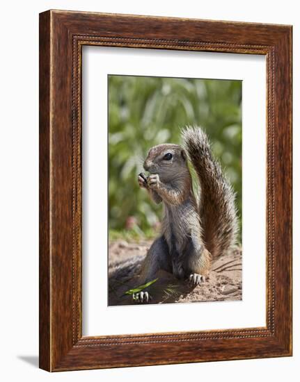 Cape ground squirrel (Xerus inauris), juvenile, Kgalagadi Transfrontier Park, South Africa, Africa-James Hager-Framed Photographic Print