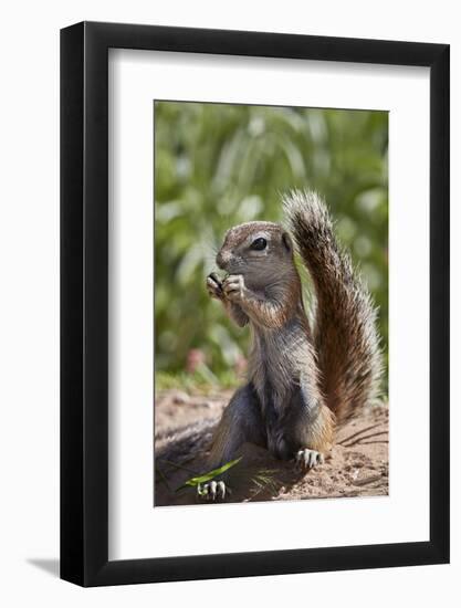 Cape ground squirrel (Xerus inauris), juvenile, Kgalagadi Transfrontier Park, South Africa, Africa-James Hager-Framed Photographic Print