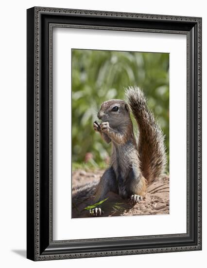Cape ground squirrel (Xerus inauris), juvenile, Kgalagadi Transfrontier Park, South Africa, Africa-James Hager-Framed Photographic Print