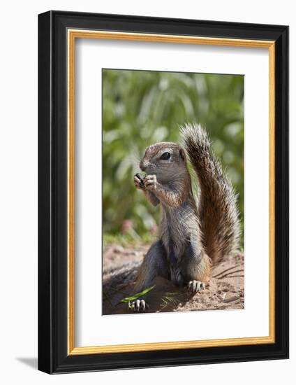 Cape ground squirrel (Xerus inauris), juvenile, Kgalagadi Transfrontier Park, South Africa, Africa-James Hager-Framed Photographic Print