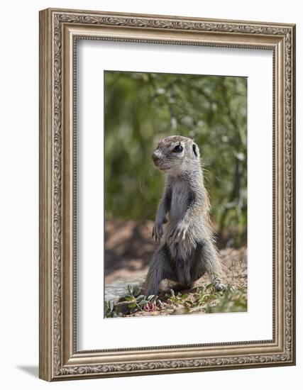 Cape ground squirrel (Xerus inauris), juvenile, Kgalagadi Transfrontier Park, South Africa, Africa-James Hager-Framed Photographic Print