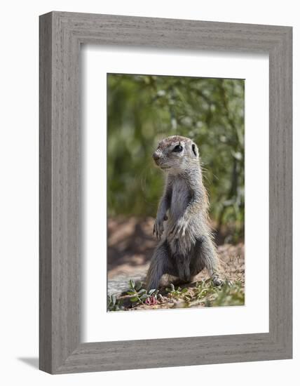 Cape ground squirrel (Xerus inauris), juvenile, Kgalagadi Transfrontier Park, South Africa, Africa-James Hager-Framed Photographic Print