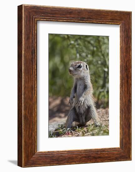 Cape ground squirrel (Xerus inauris), juvenile, Kgalagadi Transfrontier Park, South Africa, Africa-James Hager-Framed Photographic Print