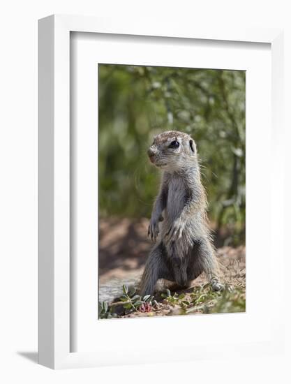 Cape ground squirrel (Xerus inauris), juvenile, Kgalagadi Transfrontier Park, South Africa, Africa-James Hager-Framed Photographic Print