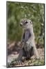 Cape ground squirrel (Xerus inauris), juvenile, Kgalagadi Transfrontier Park, South Africa, Africa-James Hager-Mounted Photographic Print