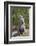 Cape ground squirrel (Xerus inauris), juvenile, Kgalagadi Transfrontier Park, South Africa, Africa-James Hager-Framed Photographic Print