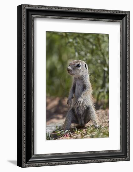 Cape ground squirrel (Xerus inauris), juvenile, Kgalagadi Transfrontier Park, South Africa, Africa-James Hager-Framed Photographic Print