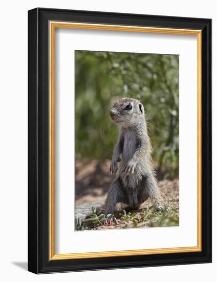 Cape ground squirrel (Xerus inauris), juvenile, Kgalagadi Transfrontier Park, South Africa, Africa-James Hager-Framed Photographic Print
