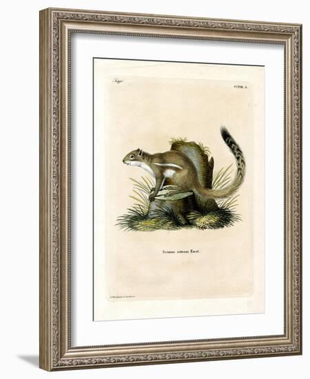 Cape Ground Squirrel-null-Framed Giclee Print