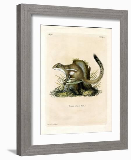 Cape Ground Squirrel-null-Framed Giclee Print