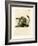 Cape Ground Squirrel-null-Framed Giclee Print