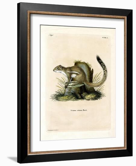 Cape Ground Squirrel-null-Framed Giclee Print