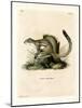 Cape Ground Squirrel-null-Mounted Giclee Print