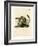 Cape Ground Squirrel-null-Framed Giclee Print