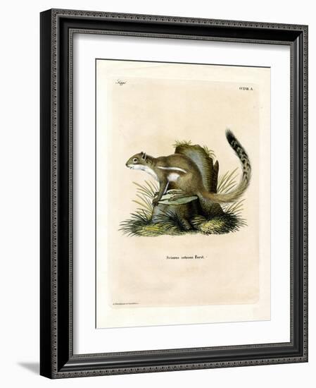 Cape Ground Squirrel-null-Framed Giclee Print